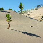 ハムスターにとって砂遊びには様々な効果があります